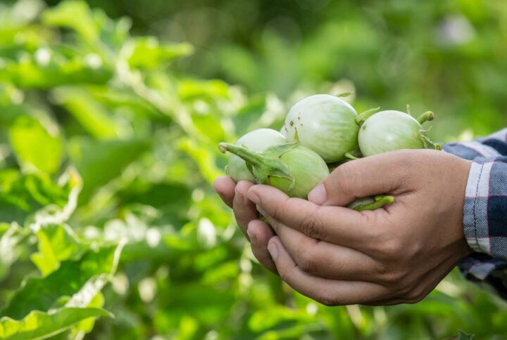 Spicy choose plush amazing  proven.